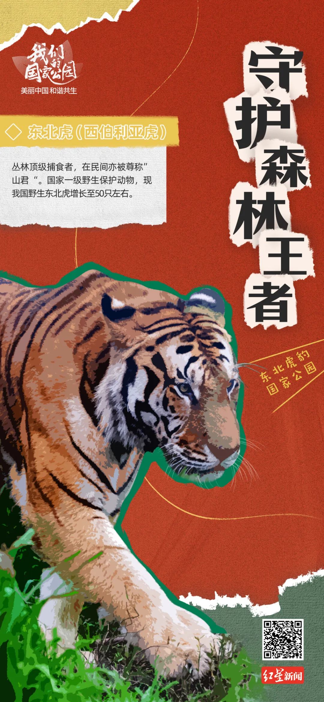 狮虎豹0240图片素材-编号20204102-图行天下